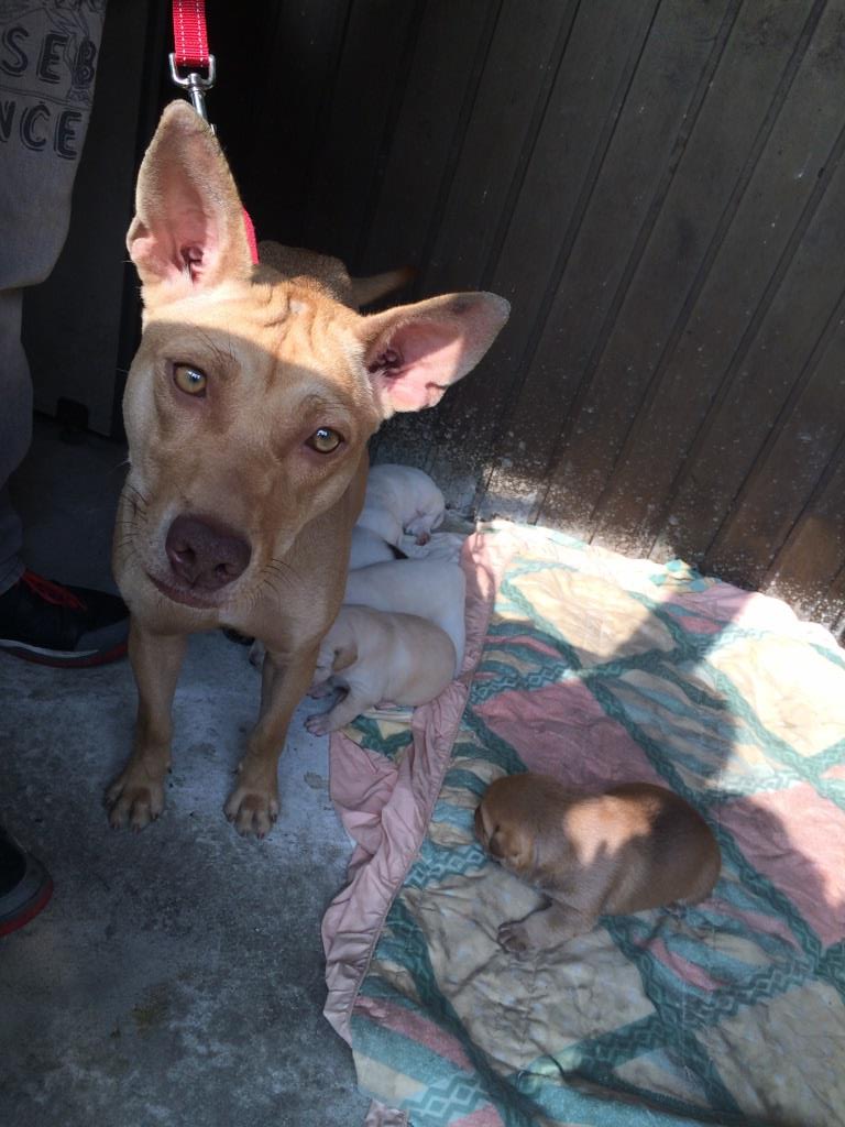 Mary's Dogs, Mary's Doggies, Adopt, Dog adoption, Puppy adoption, Formosan Mountain Dog, 