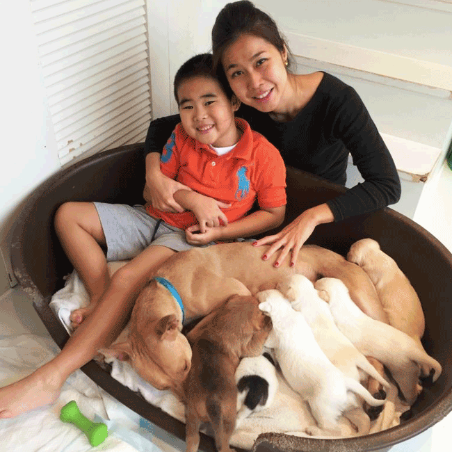 Mary's Dogs, Mary's Doggies, Adopt, Dog adoption, Puppy adoption, Formosan Mountain Dog, 