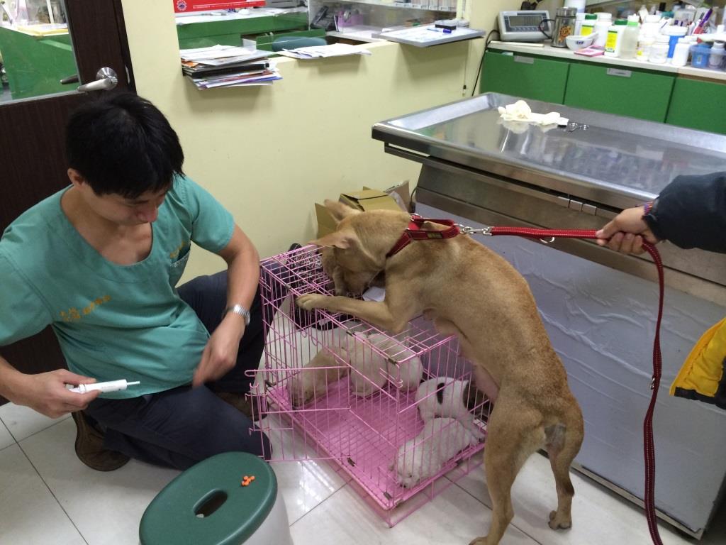 Mary's Dogs, Mary's Doggies, Adopt, Dog adoption, Puppy adoption, Formosan Mountain Dog, 