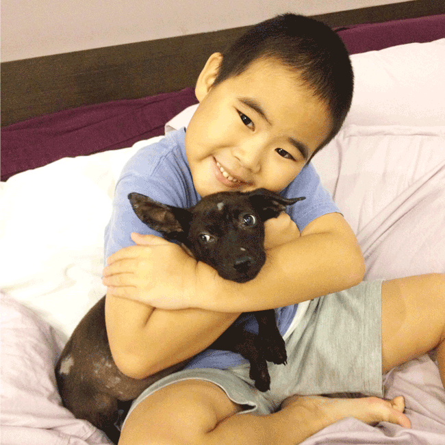 Mary's Dogs, Mary's Doggies, Adopt, Dog adoption, Puppy adoption, Formosan Mountain Dog, 