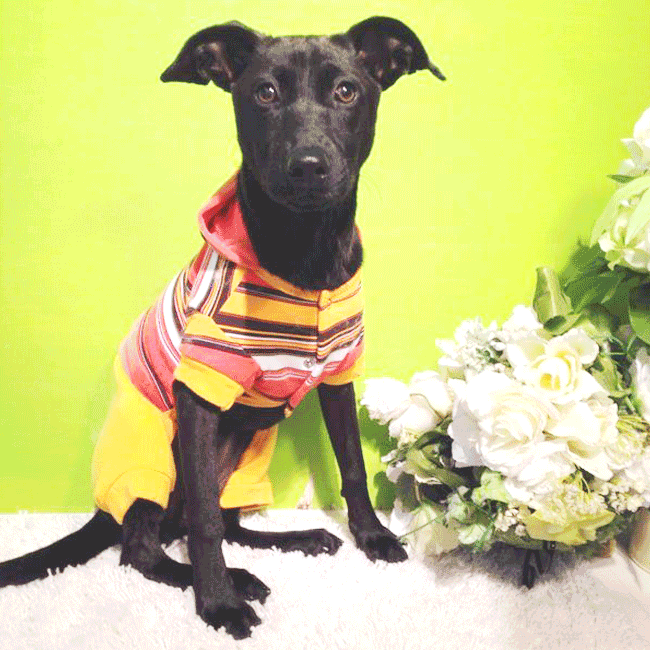 Mary's Dogs, Mary's Doggies, Adopt, Dog adoption, Puppy adoption, Formosan Mountain Dog, 