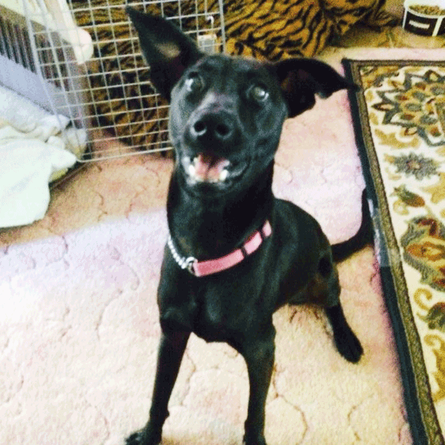 Mary's Dogs, Mary's Doggies, Adopt, Dog adoption, Puppy adoption, Formosan Mountain Dog, 