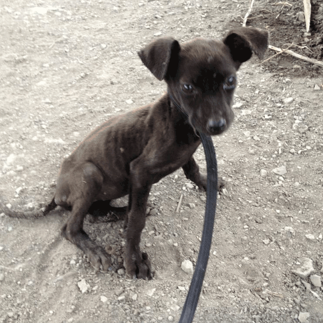 Mary's Dogs, Mary's Doggies, Adopt, Dog adoption, Puppy adoption, Formosan Mountain Dog, 