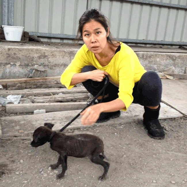 Mary's Dogs, Mary's Doggies, Adopt, Dog adoption, Puppy adoption, Formosan Mountain Dog, 