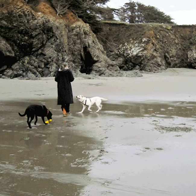 Mary's Dogs, Mary's Doggies, Adopt, Dog adoption, Puppy adoption, Formosan Mountain Dog, 