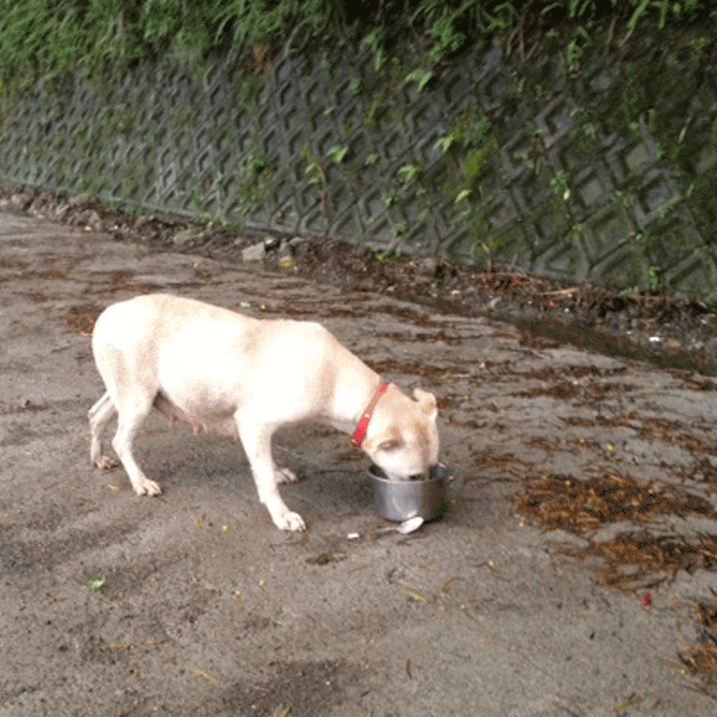 Mary's Dogs, Mary's Doggies, Adopt, Dog adoption, Puppy adoption, Formosan Mountain Dog, 