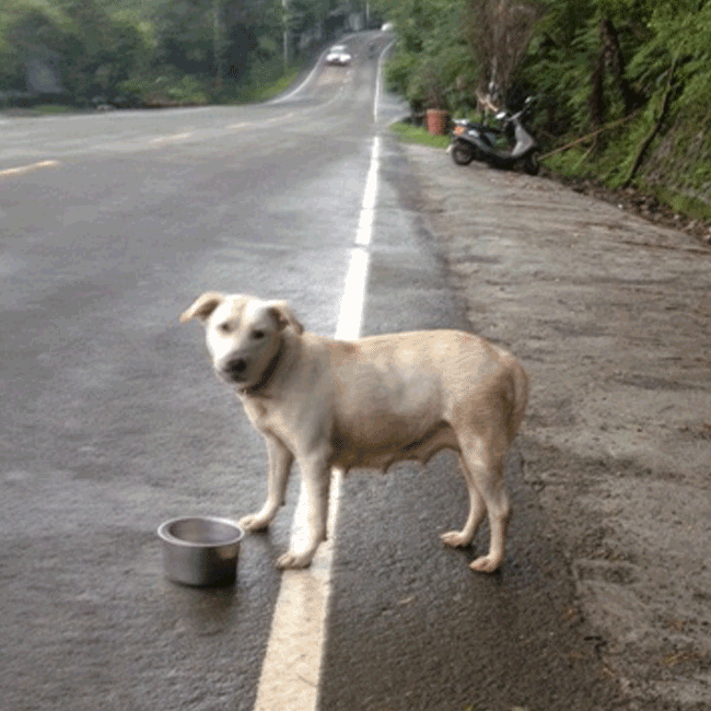 Mary's Dogs, Mary's Doggies, Adopt, Dog adoption, Puppy adoption, Formosan Mountain Dog, 