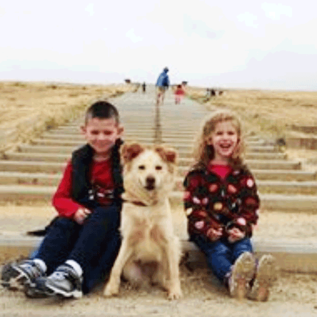 Mary's Dogs, Mary's Doggies, Adopt, Dog adoption, Puppy adoption, Formosan Mountain Dog, 