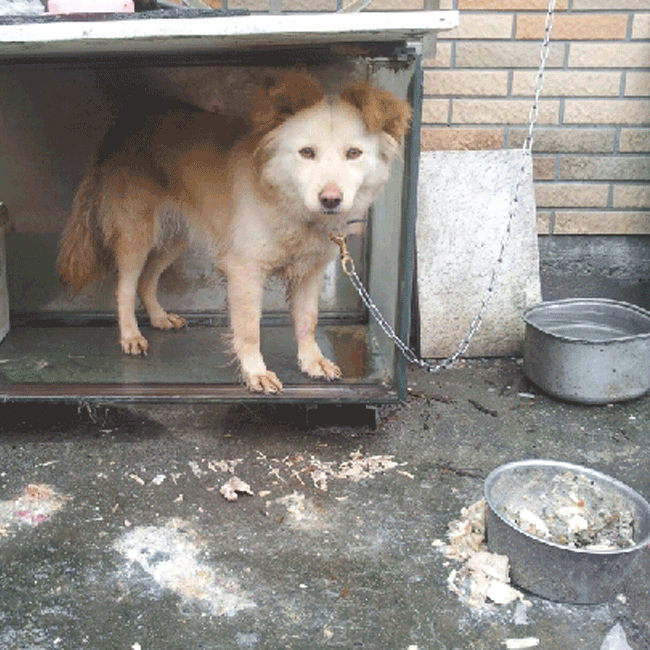 Mary's Dogs, Mary's Doggies, Adopt, Dog adoption, Puppy adoption, Formosan Mountain Dog, 