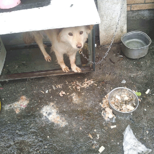 Mary's Dogs, Mary's Doggies, Adopt, Dog adoption, Puppy adoption, Formosan Mountain Dog, 
