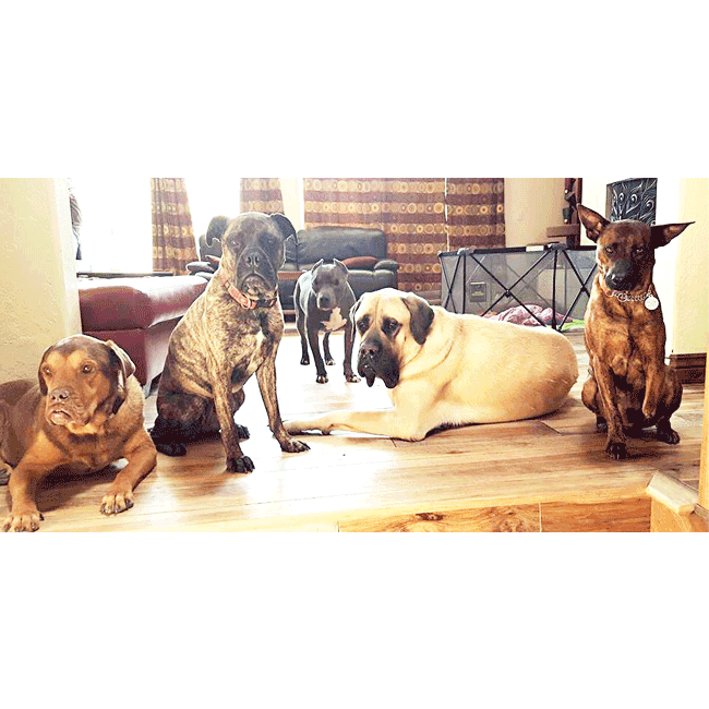 Mary's Dogs, Mary's Doggies, Adopt, Dog adoption, Puppy adoption, Formosan Mountain Dog, 