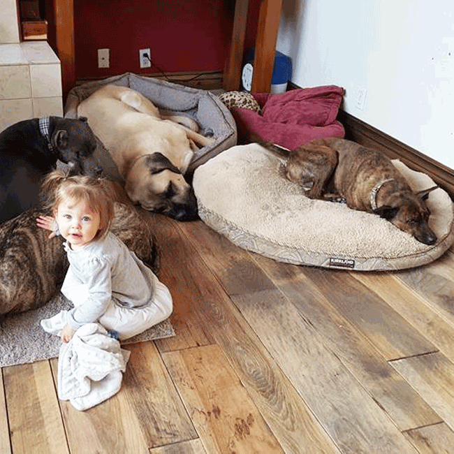 Mary's Dogs, Mary's Doggies, Adopt, Dog adoption, Puppy adoption, Formosan Mountain Dog, 