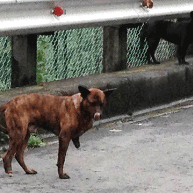 Mary's Dogs, Mary's Doggies, Adopt, Dog adoption, Puppy adoption, Formosan Mountain Dog, 