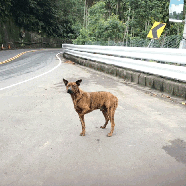 Mary's Dogs, Mary's Doggies, Adopt, Dog adoption, Puppy adoption, Formosan Mountain Dog, 