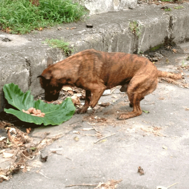 Mary's Dogs, Mary's Doggies, Adopt, Dog adoption, Puppy adoption, Formosan Mountain Dog, 