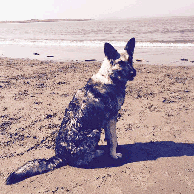 Mary's Dogs, Mary's Doggies, Adopt, Dog adoption, Puppy adoption, Formosan Mountain Dog, 