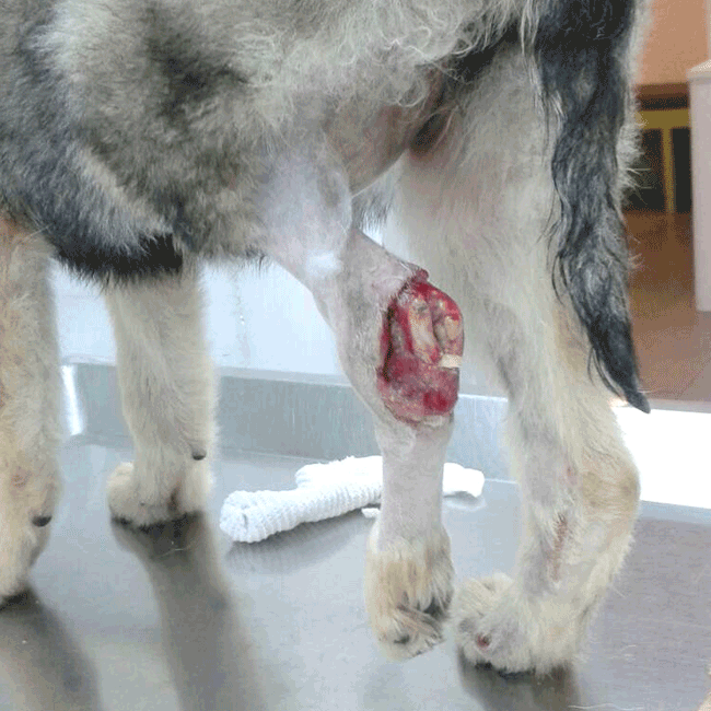Mary's Dogs, Mary's Doggies, Adopt, Dog adoption, Puppy adoption, Formosan Mountain Dog, 