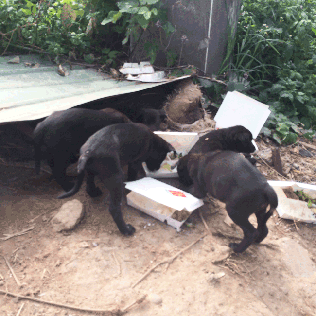 Mary's Dogs, Mary's Doggies, Adopt, Dog adoption, Puppy adoption, Formosan Mountain Dog, 