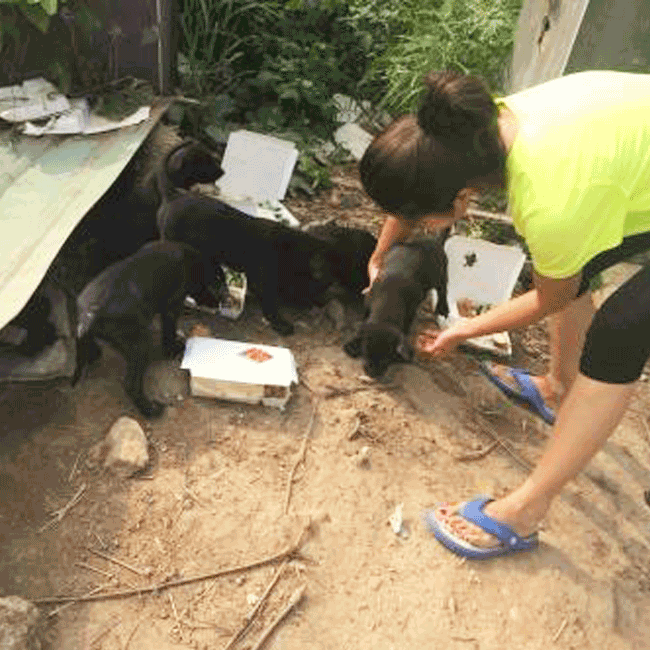 Mary's Dogs, Mary's Doggies, Adopt, Dog adoption, Puppy adoption, Formosan Mountain Dog, 
