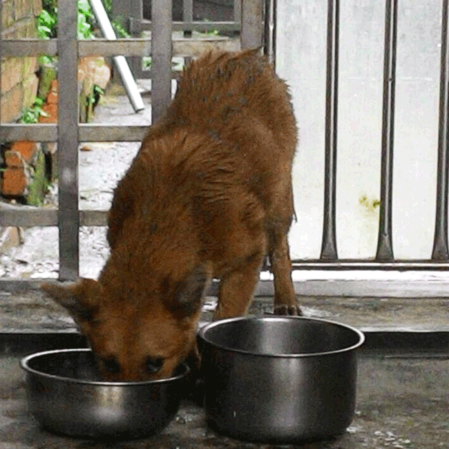 Mary's Dogs, Mary's Doggies, Adopt, Dog adoption, Puppy adoption, Formosan Mountain Dog, 