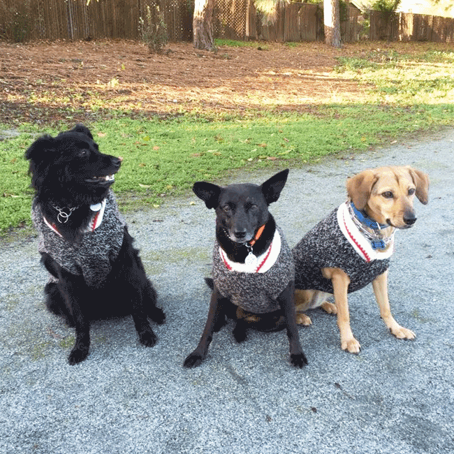 Mary's Dogs, Mary's Doggies, Adopt, Dog adoption, Puppy adoption, Formosan Mountain Dog, 