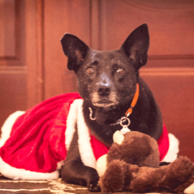 Mary's Dogs, Mary's Doggies, Adopt, Dog adoption, Puppy adoption, Formosan Mountain Dog, 