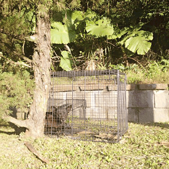 Mary's Dogs, Mary's Doggies, Adopt, Dog adoption, Puppy adoption, Formosan Mountain Dog, 