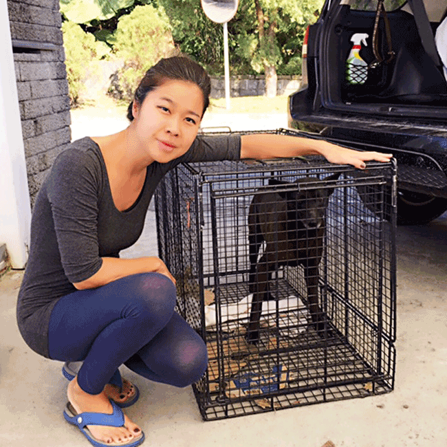Mary's Dogs, Mary's Doggies, Adopt, Dog adoption, Puppy adoption, Formosan Mountain Dog, 