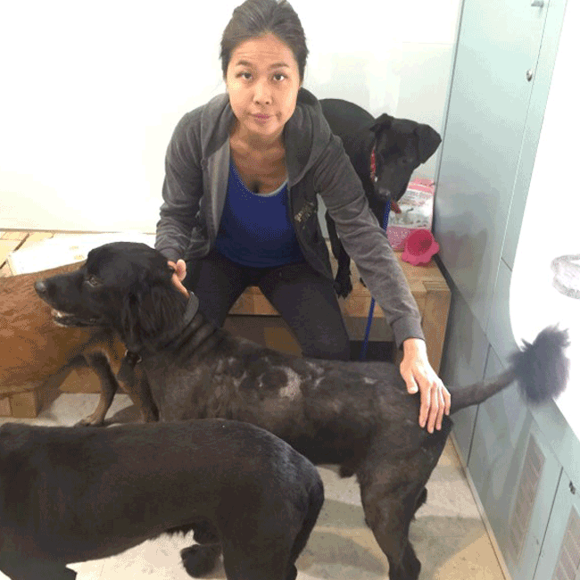 Mary's Dogs, Mary's Doggies, Adopt, Dog adoption, Puppy adoption, Formosan Mountain Dog, 