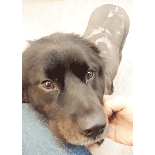 Mary's Dogs, Mary's Doggies, Adopt, Dog adoption, Puppy adoption, Formosan Mountain Dog, 