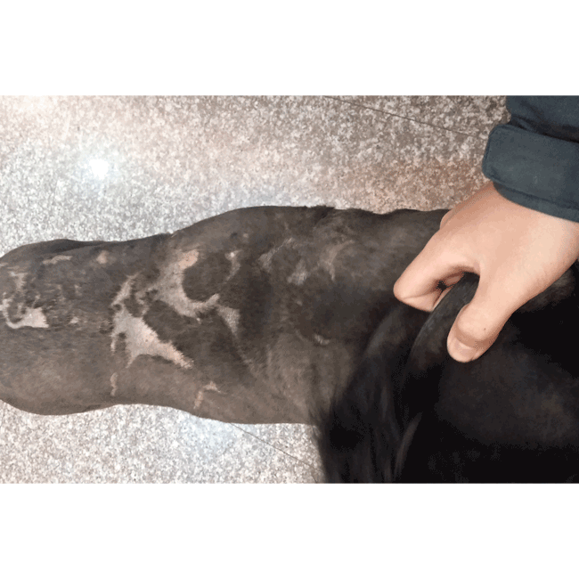 Mary's Dogs, Mary's Doggies, Adopt, Dog adoption, Puppy adoption, Formosan Mountain Dog, 