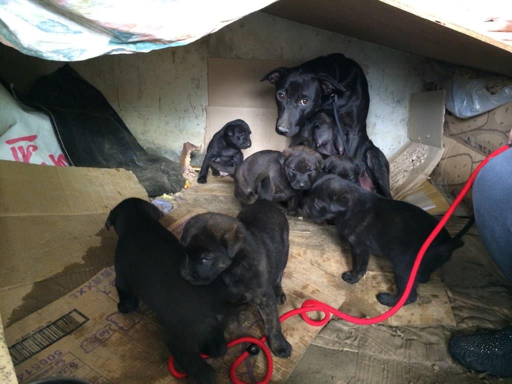Mary's Dogs, Mary's Doggies, Adopt, Dog adoption, Puppy adoption, Formosan Mountain Dog, 