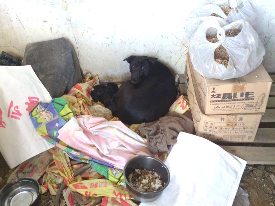 Mary's Dogs, Mary's Doggies, Adopt, Dog adoption, Puppy adoption, Formosan Mountain Dog, 
