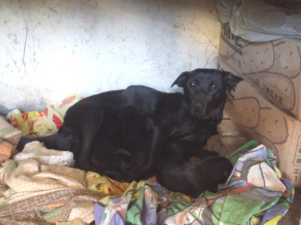 Mary's Dogs, Mary's Doggies, Adopt, Dog adoption, Puppy adoption, Formosan Mountain Dog, 