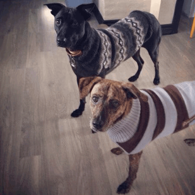 Mary's Dogs, Mary's Doggies, Adopt, Dog adoption, Puppy adoption, Formosan Mountain Dog, 