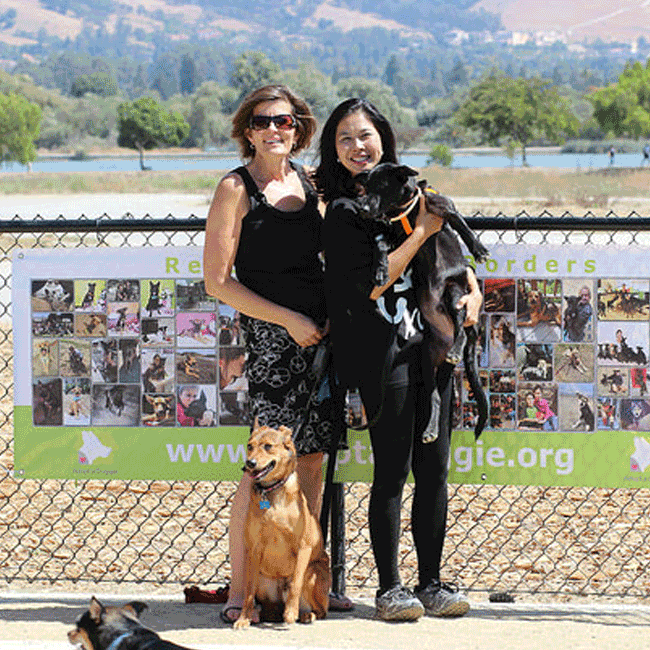 Mary's Dogs, Mary's Doggies, Adopt, Dog adoption, Puppy adoption, Formosan Mountain Dog, 