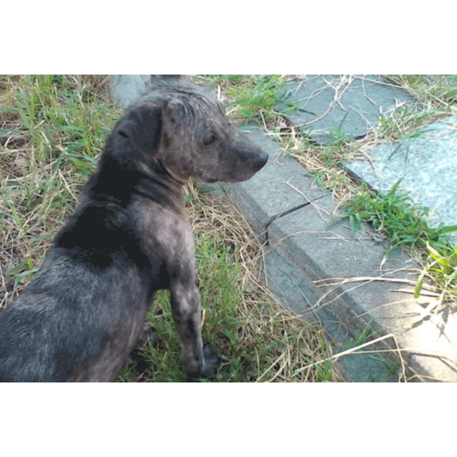 Mary's Dogs, Mary's Doggies, Adopt, Dog adoption, Puppy adoption, Formosan Mountain Dog, 