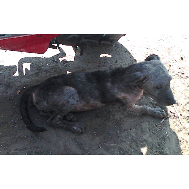 Mary's Dogs, Mary's Doggies, Adopt, Dog adoption, Puppy adoption, Formosan Mountain Dog, 