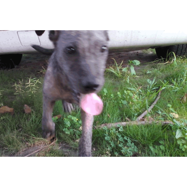 Mary's Dogs, Mary's Doggies, Adopt, Dog adoption, Puppy adoption, Formosan Mountain Dog, 