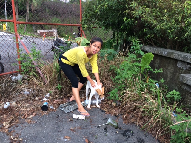 Mary's Dogs, Mary's Doggies, Adopt, Dog adoption, Puppy adoption, Formosan Mountain Dog, 
