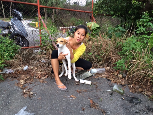 Mary's Dogs, Mary's Doggies, Adopt, Dog adoption, Puppy adoption, Formosan Mountain Dog, 