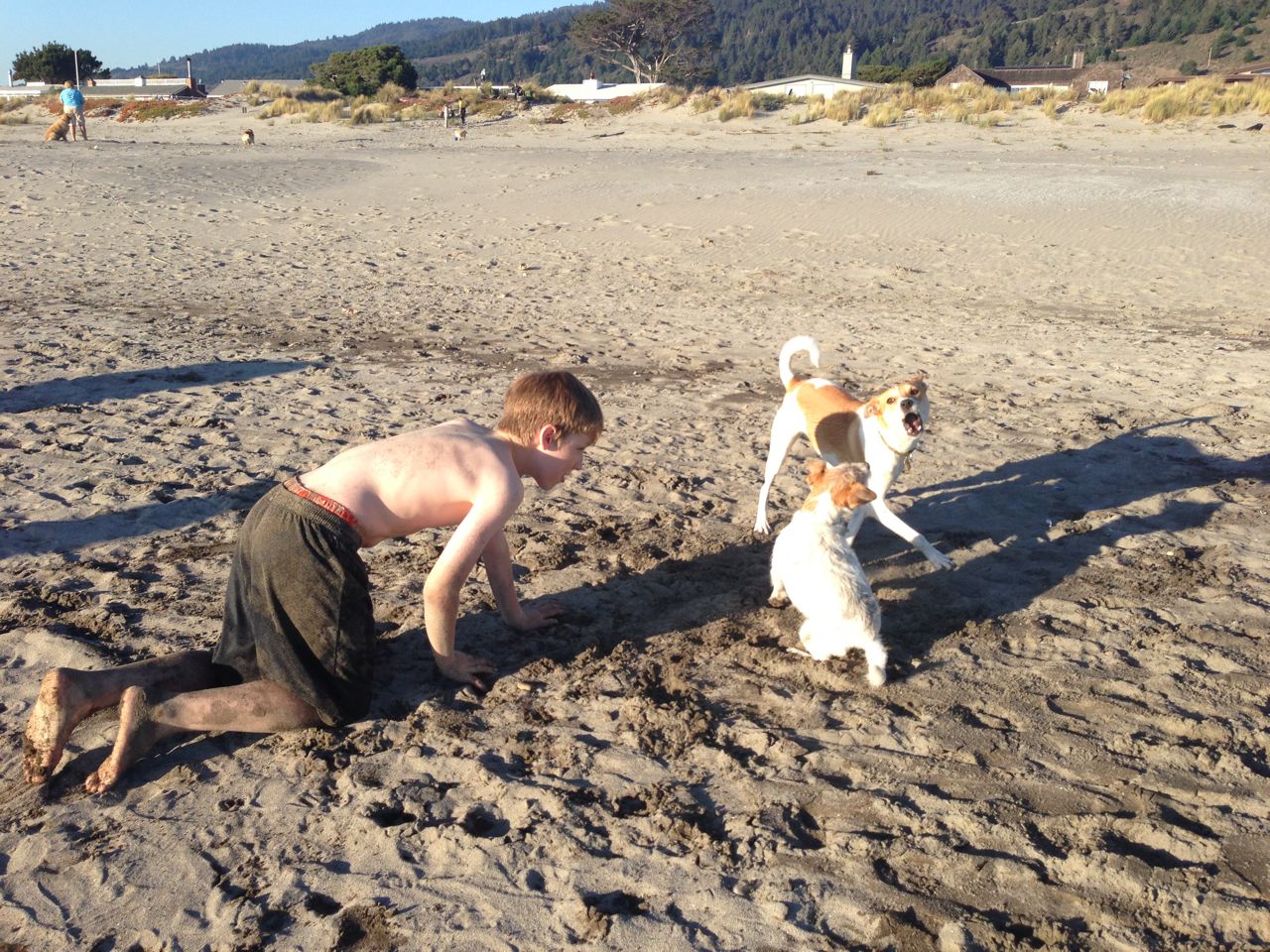 Mary's Dogs, Mary's Doggies, Adopt, Dog adoption, Puppy adoption, Formosan Mountain Dog, 