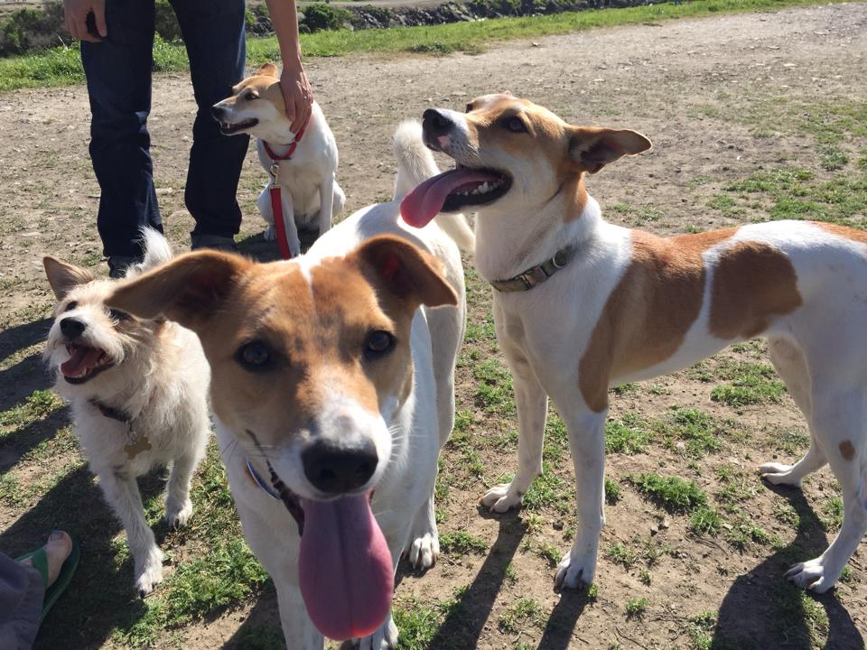 Mary's Dogs, Mary's Doggies, Adopt, Dog adoption, Puppy adoption, Formosan Mountain Dog, 