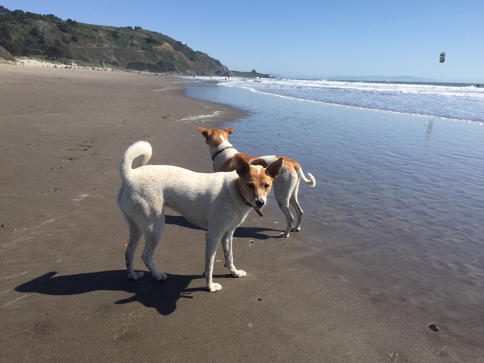 Mary's Dogs, Mary's Doggies, Adopt, Dog adoption, Puppy adoption, Formosan Mountain Dog, 