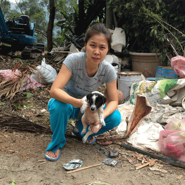 Mary's Dogs, Mary's Doggies, Adopt, Dog adoption, Puppy adoption, Formosan Mountain Dog, 