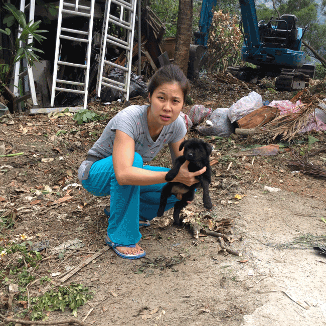 Mary's Dogs, Mary's Doggies, Adopt, Dog adoption, Puppy adoption, Formosan Mountain Dog, 