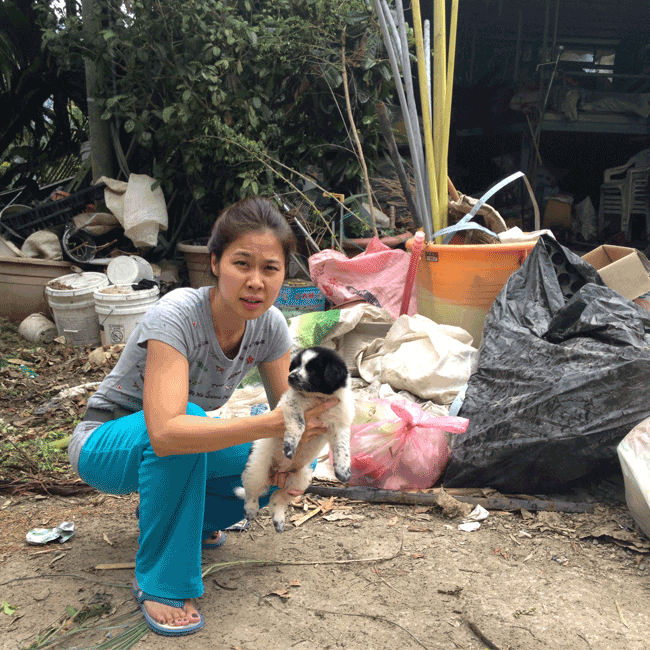 Mary's Dogs, Mary's Doggies, Adopt, Dog adoption, Puppy adoption, Formosan Mountain Dog, 